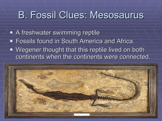 B. Fossil Clues: Mesosaurus A freshwater swimming reptile  Fossils found in South America and Africa. Wegener thought that this reptile lived on both continents when the continents were connected. 