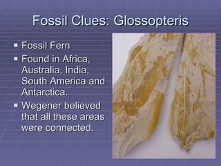 Fossil Clues: Glossopteris Fossil Fern Found in Africa, Australia, India, South America and Antarctica. Wegener believed that all these areas were connected. 