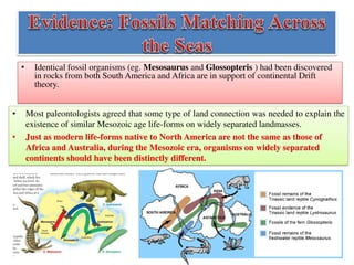 • Identical fossil organisms (eg. Mesosaurus and Glossopteris ) had been discovered
in rocks from both South America and Africa are in support of continental Drift
theory.
• Most paleontologists agreed that some type of land connection was needed to explain the
existence of similar Mesozoic age life-forms on widely separated landmasses.
• Just as modern life-forms native to North America are not the same as those of
Africa and Australia, during the Mesozoic era, organisms on widely separated
continents should have been distinctly different.
 