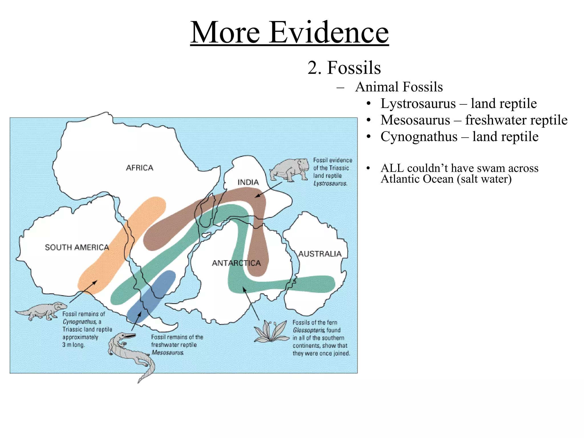More Evidence 2. Fossils Animal Fossils Lystrosaurus – land reptile Mesosaurus – freshwater reptile Cynognathus – land reptile ALL couldn’t have swam across Atlantic Ocean (salt water)  