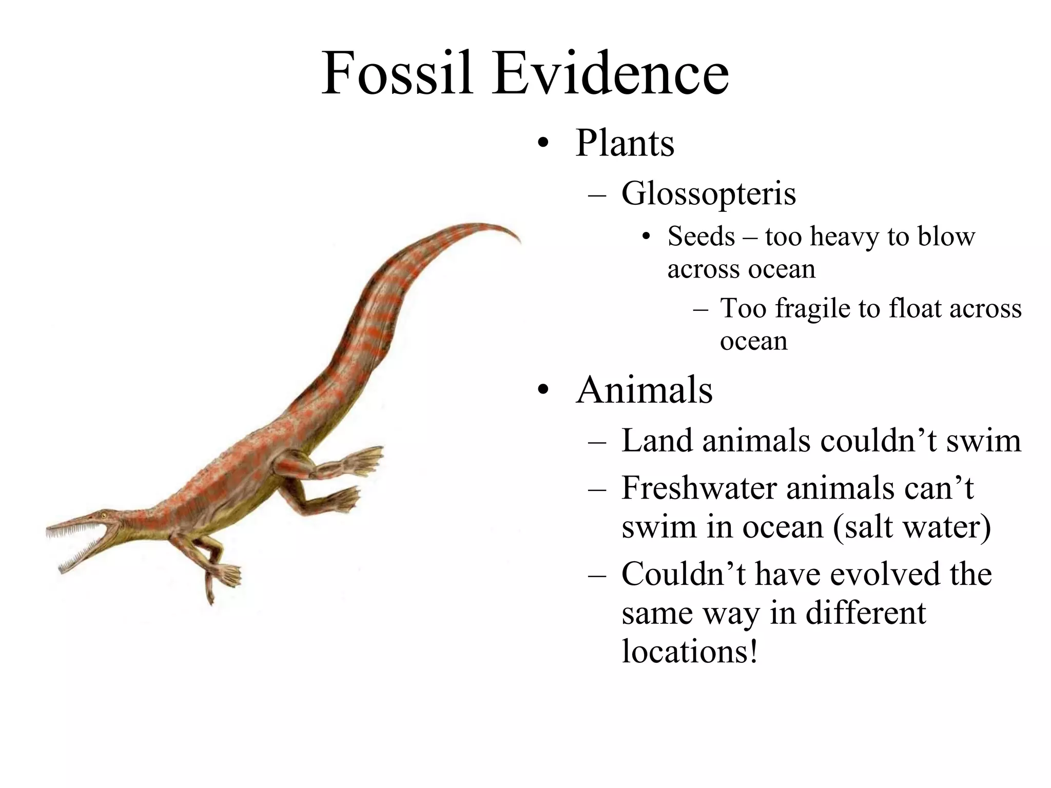 Fossil Evidence Plants Glossopteris Seeds – too heavy to blow across ocean Too fragile to float across ocean Animals Land animals couldn’t swim Freshwater animals can’t swim in ocean (salt water) Couldn’t have evolved the same way in different locations! 
