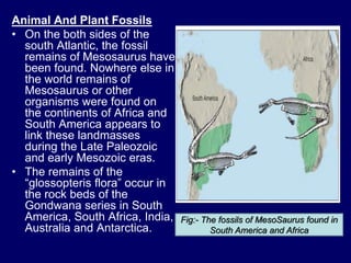 Animal And Plant Fossils
• On the both sides of the
south Atlantic, the fossil
remains of Mesosaurus have
been found. Nowhere else in
the world remains of
Mesosaurus or other
organisms were found on
the continents of Africa and
South America appears to
link these landmasses
during the Late Paleozoic
and early Mesozoic eras.
• The remains of the
“glossopteris flora” occur in
the rock beds of the
Gondwana series in South
America, South Africa, India,
Australia and Antarctica.
Fig:- The fossils of MesoSaurus found in
South America and Africa
 