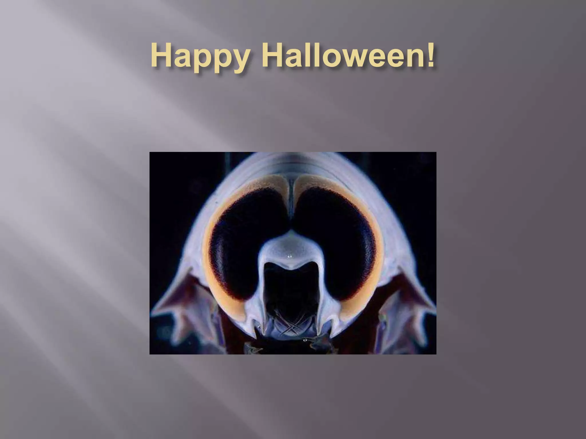Happy Halloween!