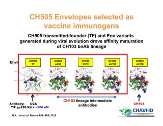 CH505 Envelopes selected as
vaccine immunogens
CH505 transmitted-founder (TF) and Env variants
generated during viral evolution drove affinity maturation
of CH103 bnAb lineage
Antibody: UCA
T/F gp120 Kd = ~200 nM
Env:
CH103
CH505
wk53
CH505
wk78
CH505
wk100
CH103 lineage intermediate
antibodies
CH505
TF
CH505
wk136
12
H.X. Liao et al. Nature 496: 469; 2013
 
