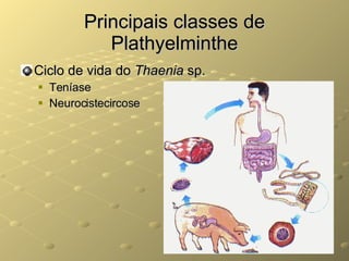 Principais classes de Plathyelminthe Ciclo de vida do  Thaenia  sp. Teníase Neurocistecircose 