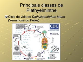 Principais classes de Plathyelminthe Ciclo de vida do  Diphyllobothrium latum  (Verminose do Peixe) 