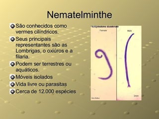 Nematelminthe São conhecidos como vermes cilíndricos. Seus principais representantes são as Lombrigas, o oxiúros e a filaria. Podem ser terrestres ou aquáticos. Móveis isolados Vida livre ou parasitas Cerca de 12.000 espécies 
