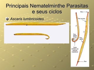 Principais Nematelminthe Parasitas e seus ciclos Ascaris lumbricoides   
