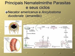 Principais Nematelminthe Parasitas e seus ciclos Necator americanus e  Ancylostoma duodenale   (amarelão) 