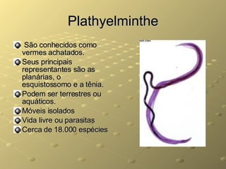 Plathyelminthe São conhecidos como vermes achatados. Seus principais representantes são as planárias, o esquistossomo e a tênia. Podem ser terrestres ou aquáticos. Móveis isolados Vida livre ou parasitas Cerca de 18.000 espécies 