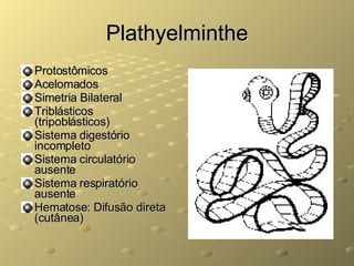 Plathyelminthe Protostômicos Acelomados Simetria Bilateral Triblásticos (tripoblásticos) Sistema digestório incompleto Sistema circulatório ausente Sistema respiratório ausente Hematose: Difusão direta (cutânea) 