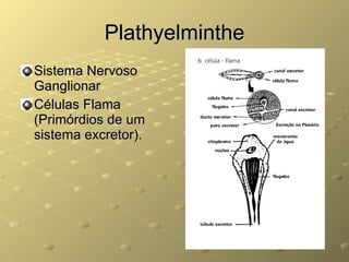 Plathyelminthe Sistema Nervoso Ganglionar Células Flama (Primórdios de um sistema excretor). 