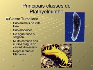 Principais classes de Plathyelminthe Classe Turbellaria São animais de vida livre São monóicos De água doce ou salgada Muito comuns nos cursos d’água do cerrado brasileiro. Representante: Planárias 