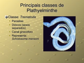 Principais classes de Plathyelminthe Classe:  Trematoda Parasitas Dióicos (sexos separados) Canal ginecóforo Representa:  Schistosoma mansoni 