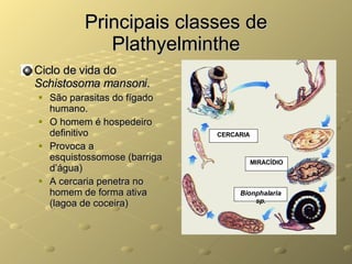 Principais classes de Plathyelminthe Ciclo de vida do  Schistosoma mansoni . São parasitas do fígado humano. O homem é hospedeiro definitivo Provoca a esquistossomose (barriga d’água) A cercaria penetra no homem de forma ativa (lagoa de coceira) MIRACÍDIO Bionphalaria sp. CERCARIA 