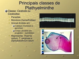 Principais classes de Plathyelminthe Classe:  Cestoda ou Cestoidea Parasitas Monóicos (hemarfrotitas) Animal dividido em: Cabeça (Ventosas e ganchos) Corpo (dividido em proglotes – estróbilos) Representa:  Thaenia solium, T. sarginata  e  Diphyllobothrium latum 