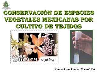 CONSERVACIÓN DE ESPECIES  VEGETALES MEXICANAS POR CULTIVO DE TEJIDOS Susana Luna Rosales, Marzo 2006 
