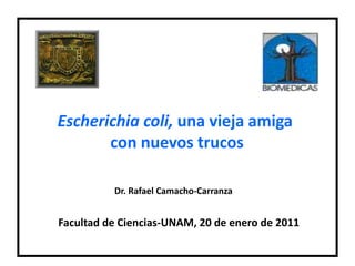 Escherichiacoli, una vieja amiga  con nuevos trucos Dr. Rafael Camacho-Carranza Facultad de Ciencias-UNAM, 20 de enero de 2011 