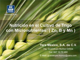 Nutrición en el Cultivo de Trigo
con Micronutrientes: ( Zn, B y Mn )


                 Yara México, S.A. de C.V.
                    Ing. Guadalupe Muñoz Ochoa
                          Cel: 667 10 70 480
                 E-Mail: guadalupe.munoz@yara.com
 