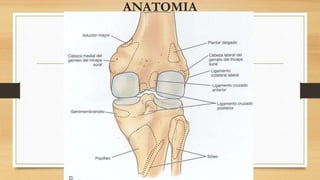 ANATOMIA
 