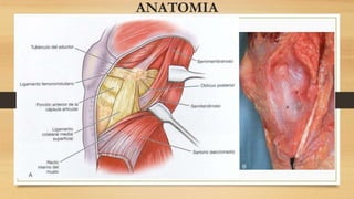 ANATOMIA
 