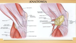 ANATOMIA
 