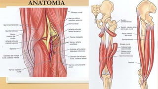 ANATOMIA
 