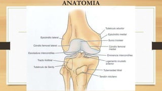 ANATOMIA
 