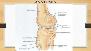 ANATOMIA
 
