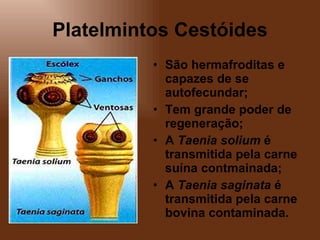 Platelmintos Cestóides São hermafroditas e capazes de se autofecundar; Tem grande poder de regeneração; A  Taenia solium  é transmitida pela carne suína contmainada; A  Taenia saginata  é transmitida pela carne bovina contaminada. 