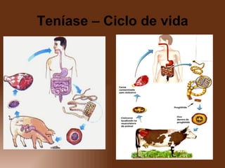 Teníase – Ciclo de vida 