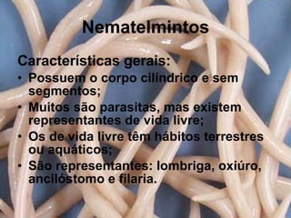 Nematelmintos Características gerais: Possuem o corpo cilíndrico e sem segmentos; Muitos são parasitas, mas existem representantes de vida livre; Os de vida livre têm hábitos terrestres ou aquáticos; São representantes: lombriga, oxiúro, ancilóstomo e filaria. 