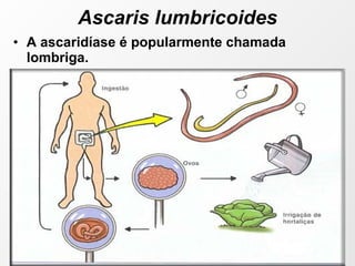 Ascaris lumbricoides A ascaridíase é popularmente chamada lombriga. 