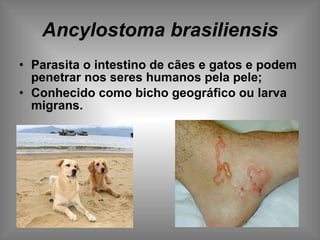 Ancylostoma brasiliensis Parasita o intestino de cães e gatos e podem penetrar nos seres humanos pela pele; Conhecido como bicho geográfico ou larva migrans. 