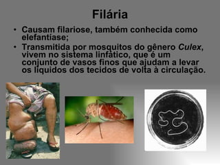 Filária Causam filariose, também conhecida como elefantíase; Transmitida por mosquitos do gênero  Culex , vivem no sistema linfático, que é um conjunto de vasos finos que ajudam a levar os líquidos dos tecidos de volta à circulação. 