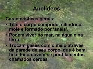 Anelídeos Características gerais: Têm o corpo comprido, cilíndrico, mole e formado por ‘anéis’. Podem viver no mar, na água e na terra; Trocam gases com o meio através da parede de seu corpo, que é bem fina; locomovem-se por filamentos chamados cerdas  