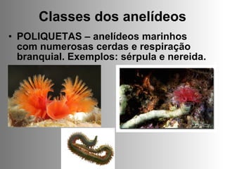 Classes dos anelídeos POLIQUETAS – anelídeos marinhos com numerosas cerdas e respiração branquial. Exemplos: sérpula e nereida. 