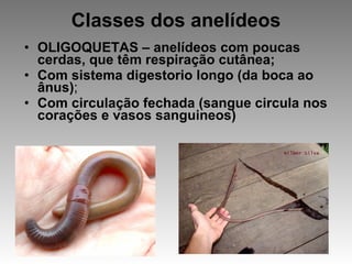 Classes dos anelídeos OLIGOQUETAS – anelídeos com poucas cerdas, que têm respiração cutânea; Com sistema digestorio longo (da boca ao ânus) ; Com circulação fechada (sangue circula nos corações e vasos sanguineos) 