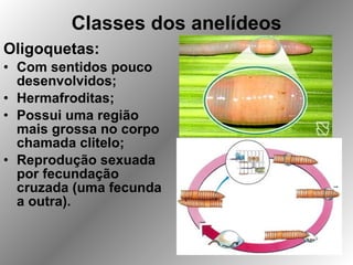 Classes dos anelídeos Oligoquetas: Com sentidos pouco desenvolvidos; Hermafroditas; Possui uma região mais grossa no corpo chamada clitelo; Reprodução sexuada por fecundação cruzada (uma fecunda a outra). 