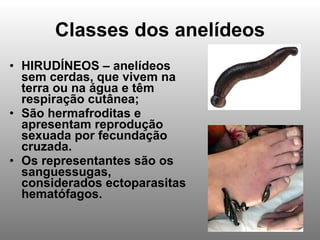 Classes dos anelídeos HIRUDÍNEOS – anelídeos sem cerdas, que vivem na terra ou na água e têm respiração cutânea; São hermafroditas e apresentam reprodução sexuada por fecundação cruzada.  Os representantes são os sanguessugas, considerados ectoparasitas hematófagos. 