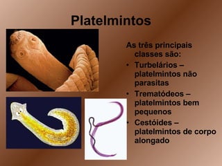 Platelmintos As três principais classes são: Turbelários – platelmintos não parasitas Trematódeos – platelmintos bem pequenos Cestóides – platelmintos de corpo alongado 