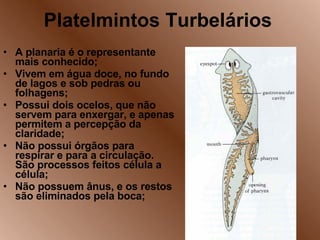 Platelmintos Turbelários A planaria é o representante mais conhecido; Vivem em água doce, no fundo de lagos e sob pedras ou folhagens; Possui dois ocelos, que não servem para enxergar, e apenas permitem a percepção da claridade; Não possui órgãos para respirar e para a circulação. São processos feitos célula a célula; Não possuem ânus, e os restos são eliminados pela boca; 