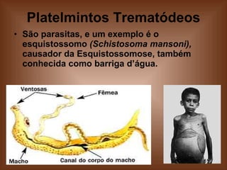 Platelmintos Trematódeos São parasitas, e um exemplo é o esquistossomo  (Schistosoma mansoni),  causador da Esquistossomose, também conhecida como barriga d’água. 