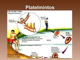 Platelmintos 