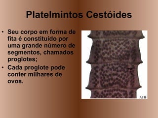 Platelmintos Cestóides Seu corpo em forma de fita é constituído por uma grande número de segmentos, chamados proglotes; Cada proglote pode conter milhares de ovos. 