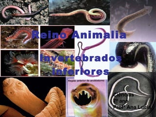 Reino Animalia Invertebrados inferiores Ciências 7º ano Profª Ana Lucia 