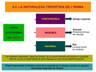 4.2. LA NATURALESA TRIPARTIDA DE L'ÀNIMA


                                      CONCUPISCIBLE                     Desigs corporals


    L'ÀNIMA
                                                                        Voluntat
ESTÀ DIVIDIDA                             IRASCIBLE                     Presenta la força
                                                                        de voluntat
  EN 3 PARTS


                                                                        Raó
                                          RACIONAL                      La seva funció
                                                                        és conèixer


Cal entendre l'expressió “parts de l'ànima” en un sentit simbòlic de funcions o principis
    d'acció, no en un sentit literal de parts físiques en què es pot dividir la psyché.


Plató fonamentarà la divisió social de la societat en 3 classes socials en aquesta
                         naturalesa tripartida de l'ànima.
 