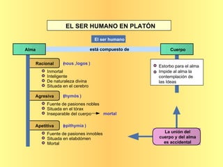 Cuerpo Racional ( nous , logos ) Inmortal Inteligente De naturaleza divina Situada en el cerebro Agresiva ( thymós ) Fuente de pasiones nobles Situada en el tórax Inseparable del cuerpo EL SER HUMANO EN PLATÓN El ser humano está compuesto de mortal Apetitiva ( epithymía ) Fuente de pasiones innobles Situada en el abdómen Mortal Estorbo para el alma Impide al alma la  contemplación de  las Ideas La unión del  cuerpo y del alma  es accidental Alma 