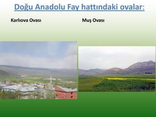 Doğu Anadolu Fay hattındaki ovalar:
Karlıova Ovası Muş Ovası
 