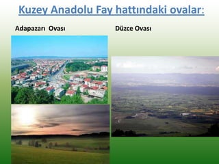 Kuzey Anadolu Fay hattındaki ovalar:
Adapazarı Ovası Düzce Ovası
 